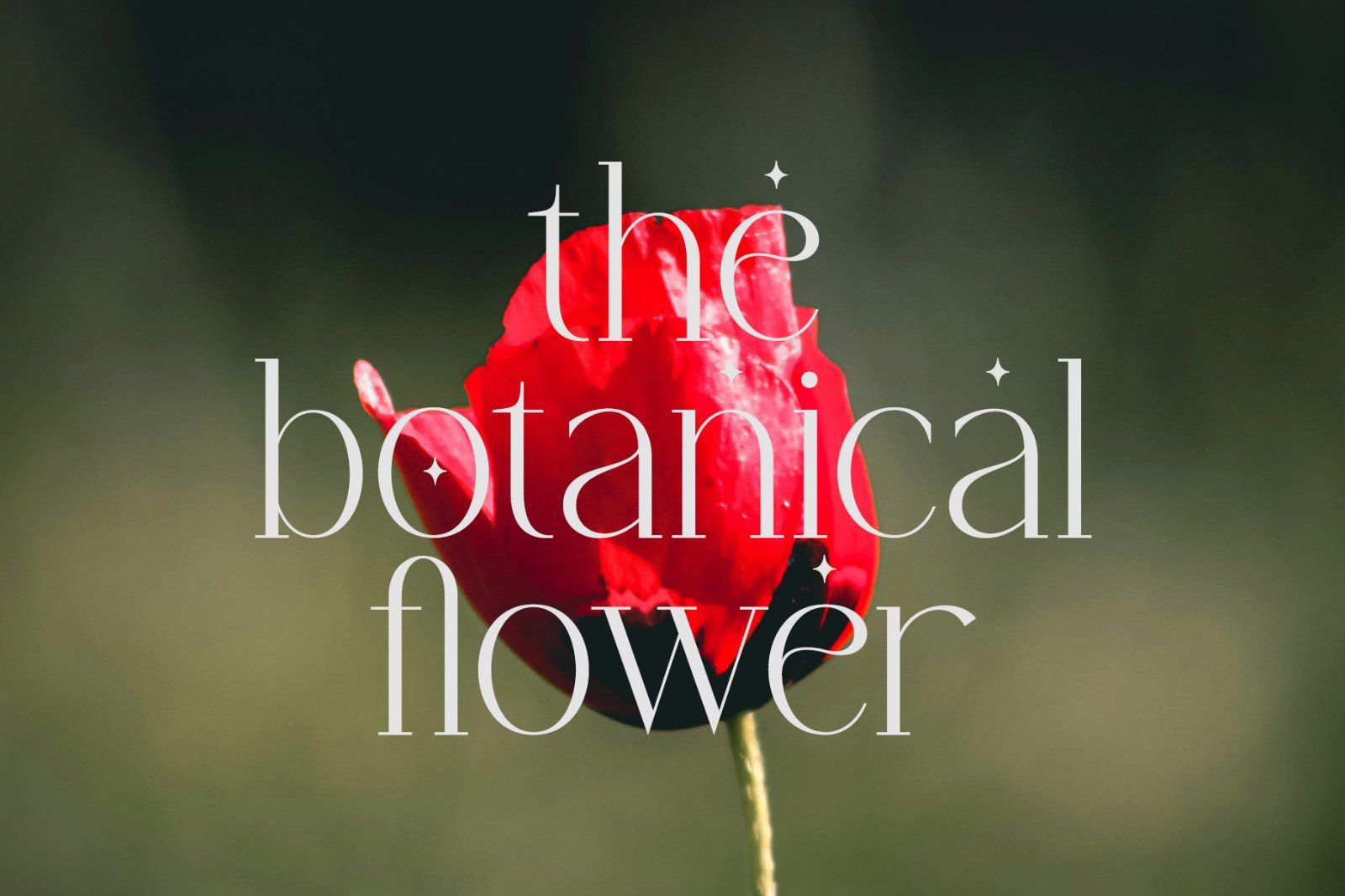 Chaltera | Modern Ligature Serif