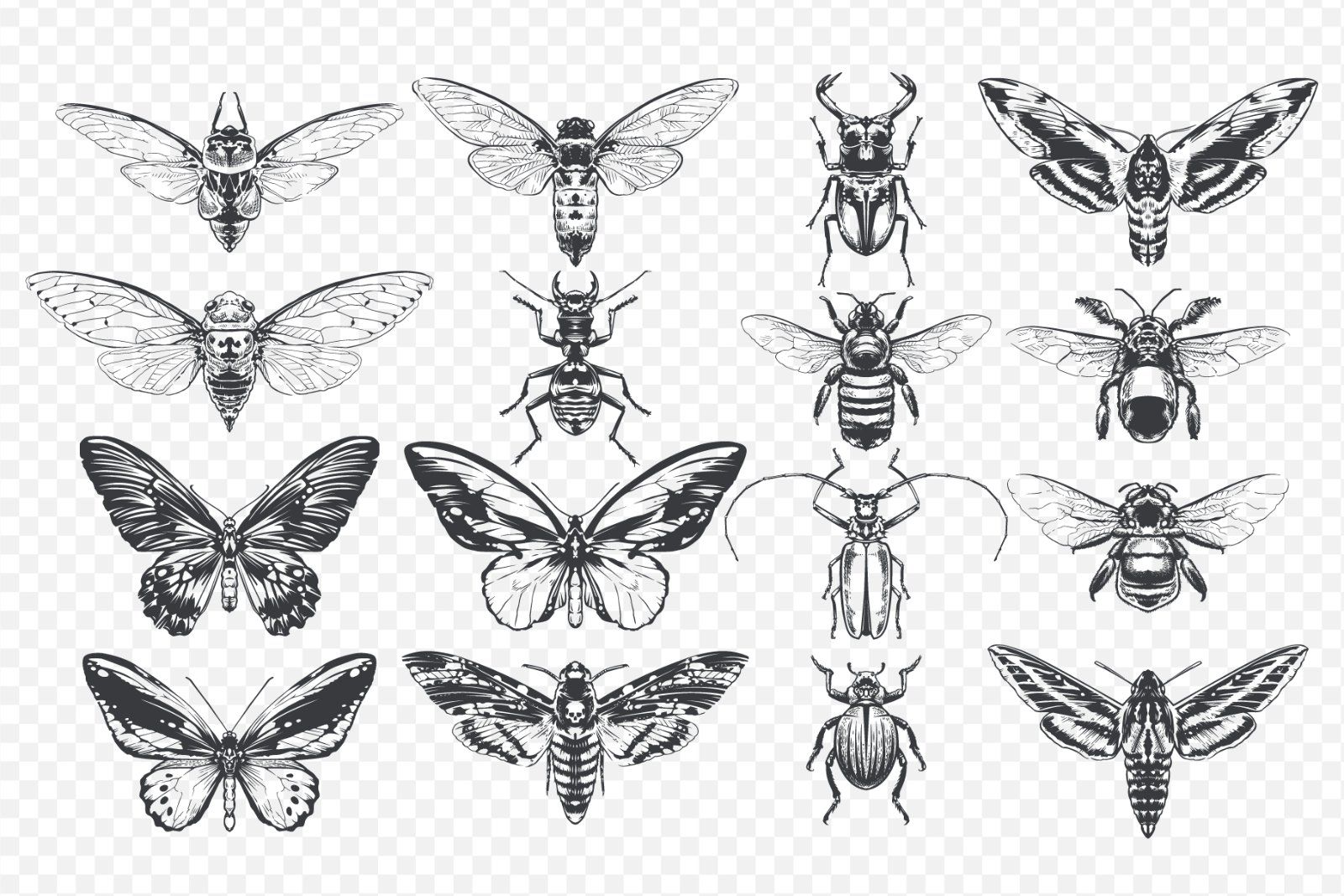 Vintage Insects Vector Set