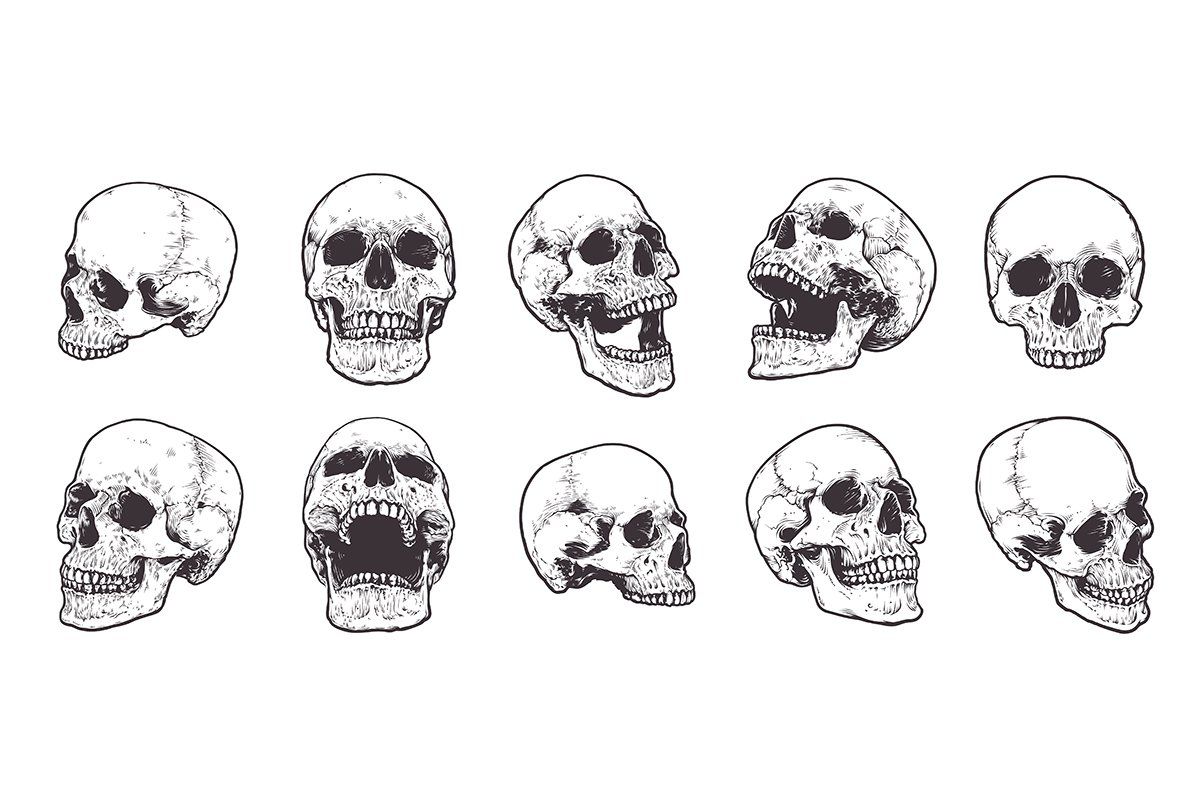 Anatomic Skulls Vector Pack