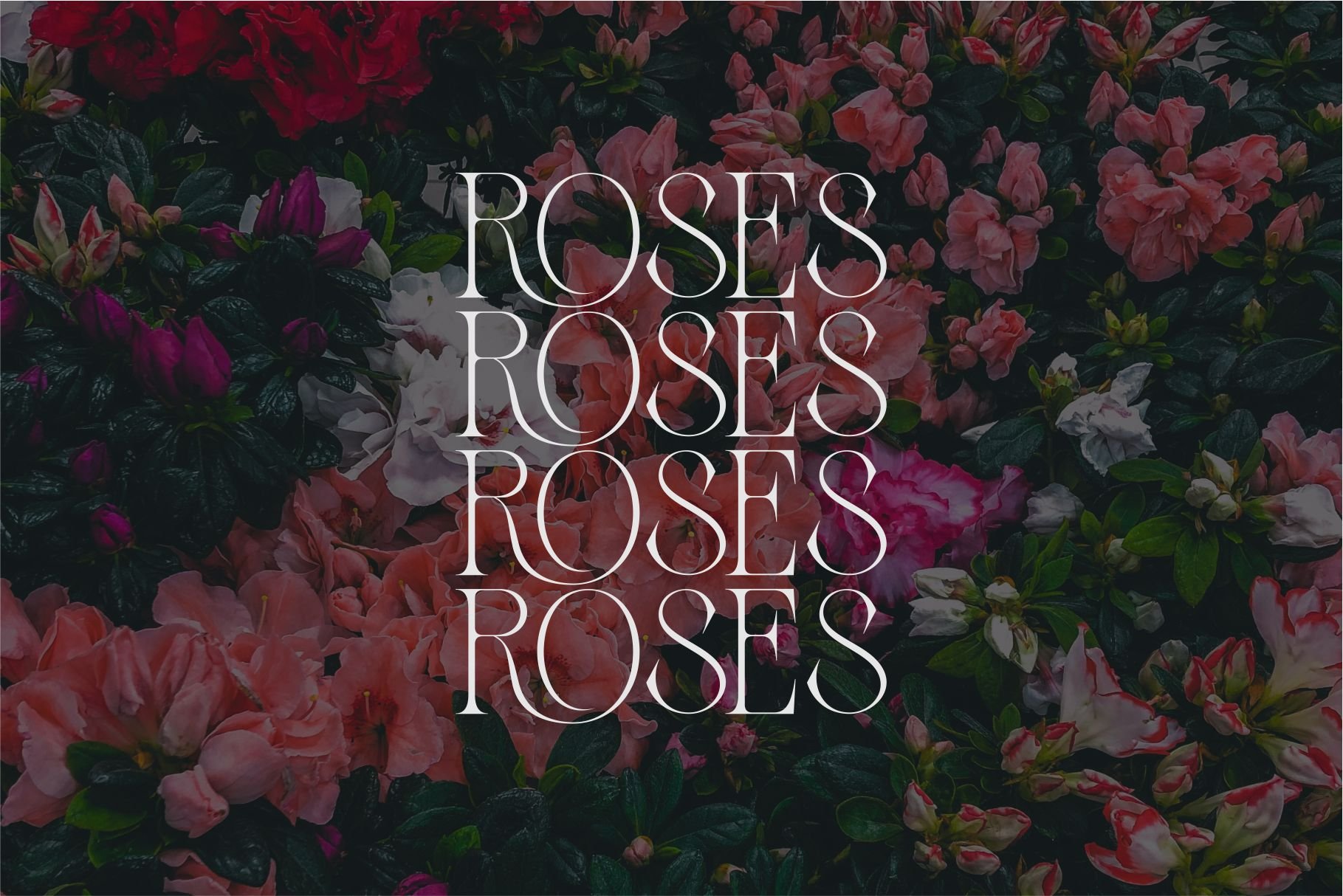 Zaslia - Elegant Ligature Serif