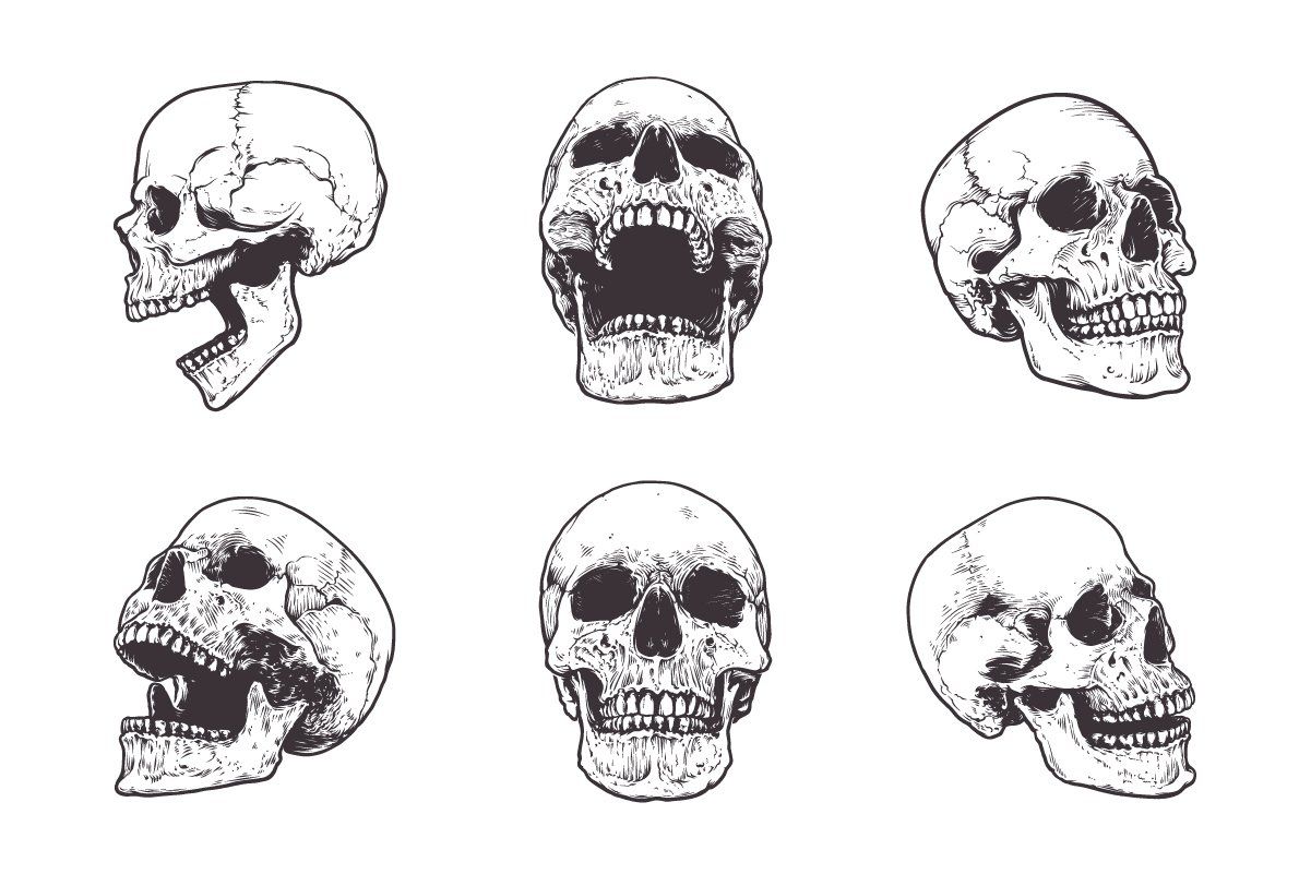 Anatomic Skulls Vector Pack