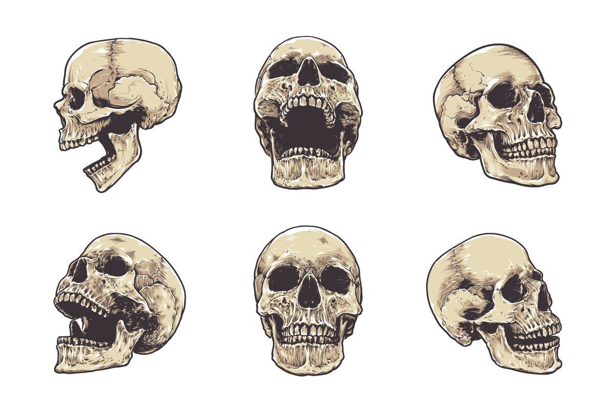 Anatomic Skulls Vector Pack