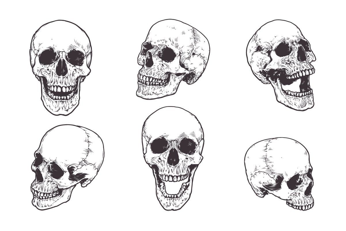 Anatomic Skulls Vector Pack