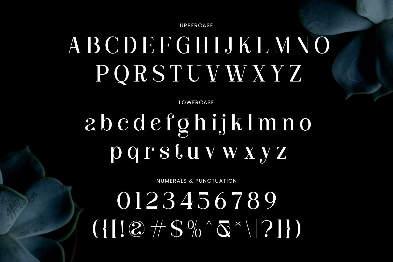 Clarita | Modern Unique Serif