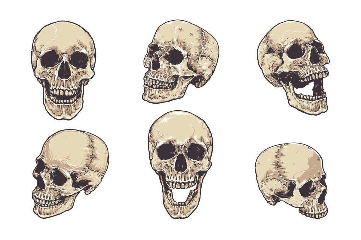 Anatomic Skulls Vector Pack