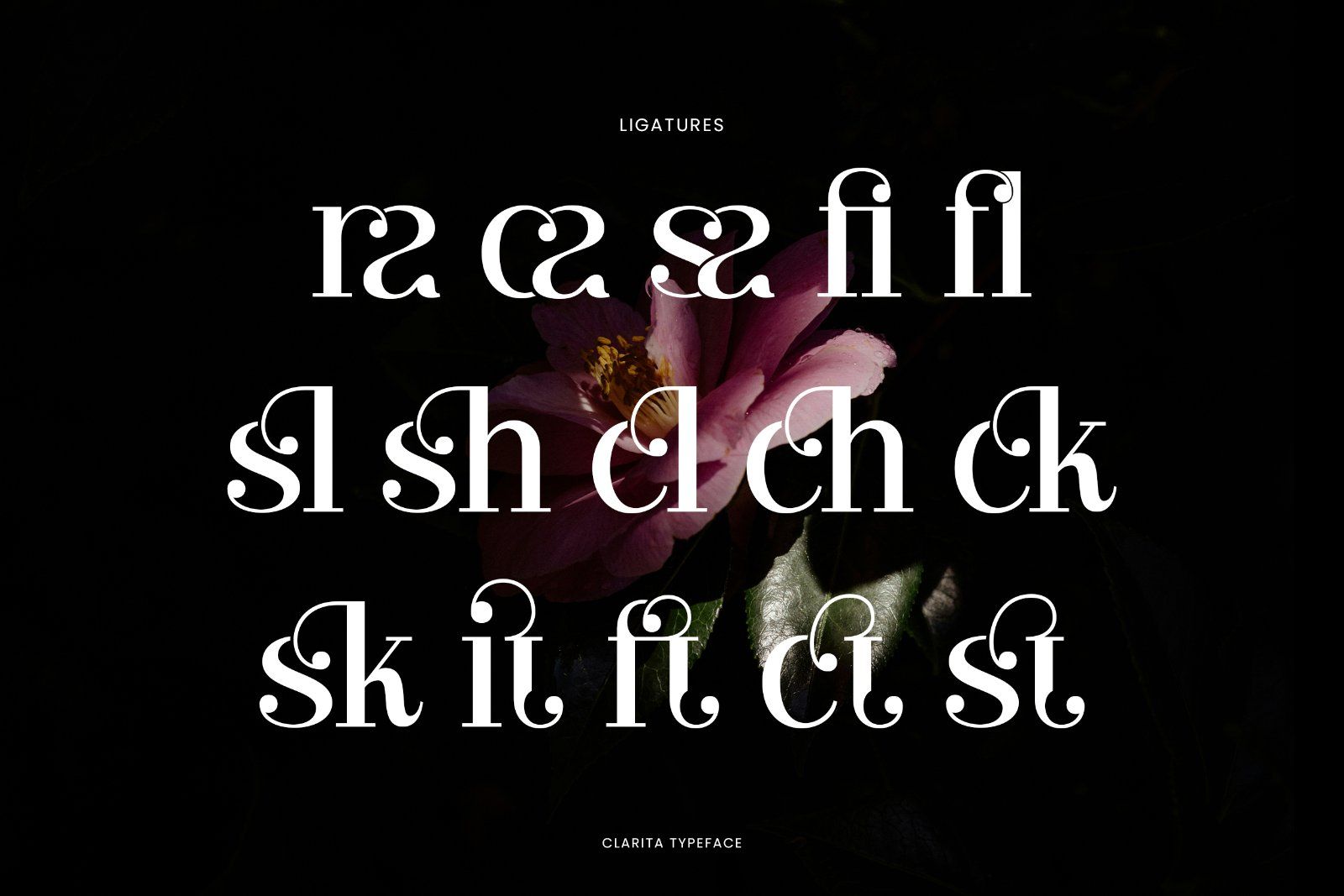 Clarita | Modern Unique Serif