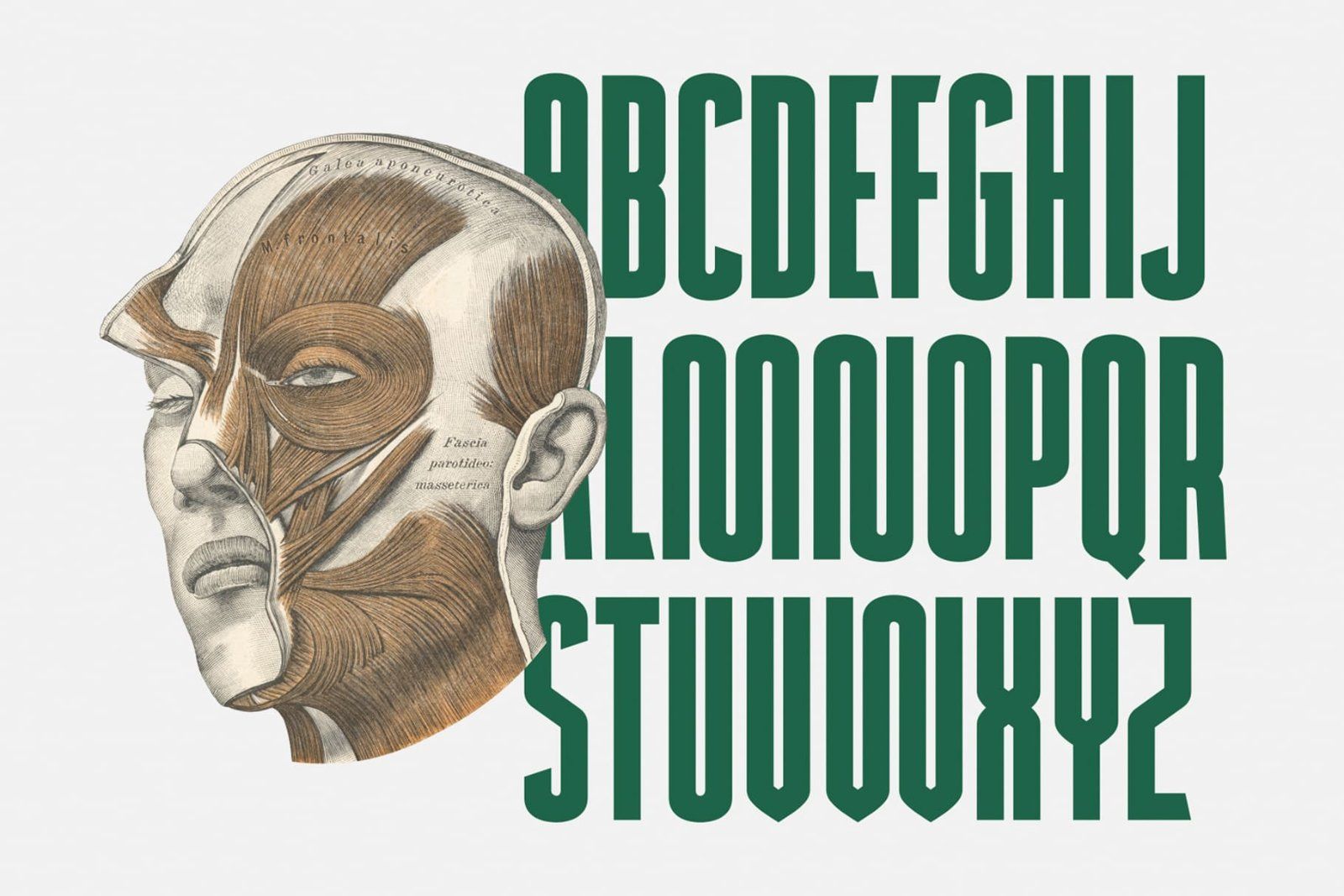 Newcaps - Modern Logo Font