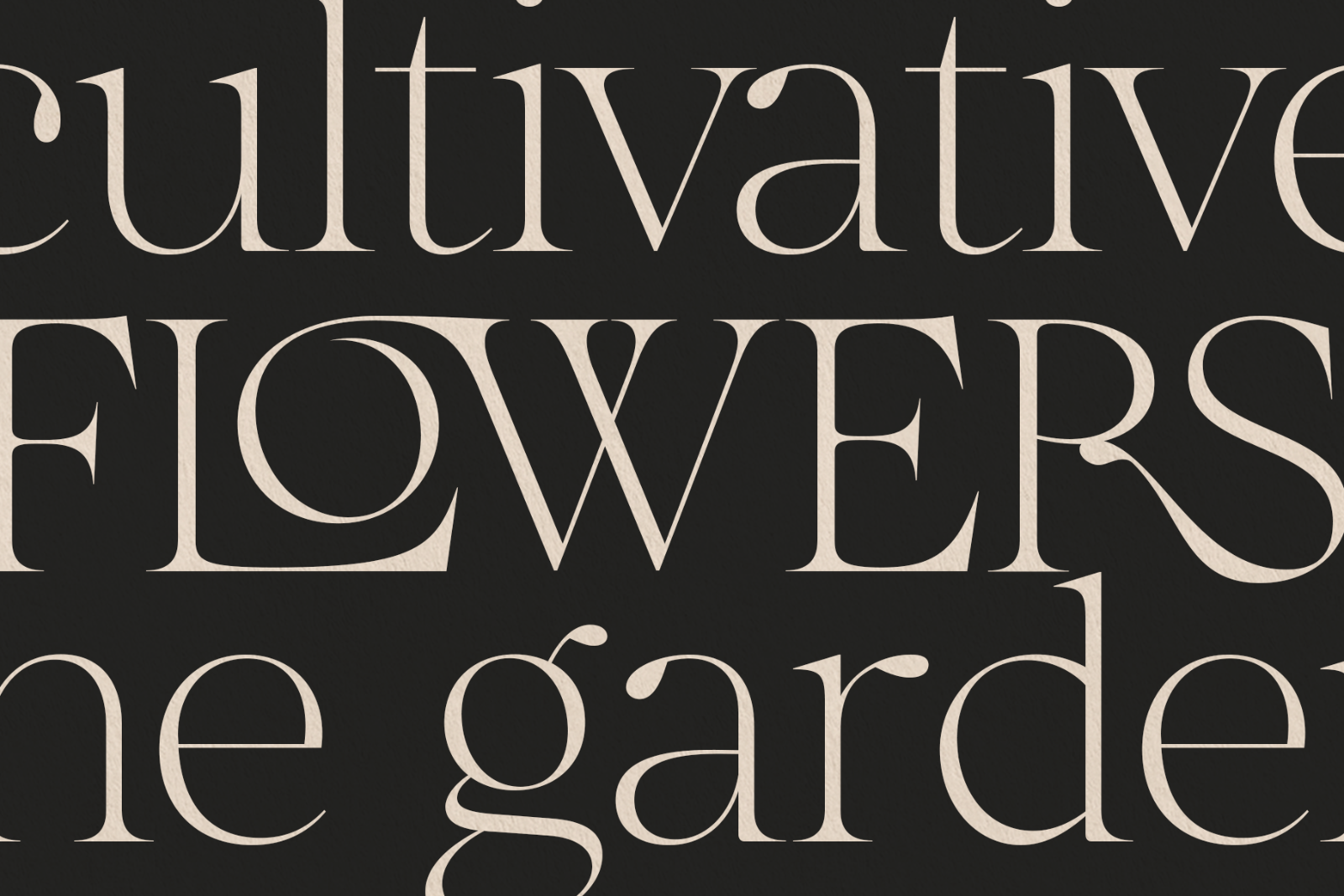 The More Crowd Serif